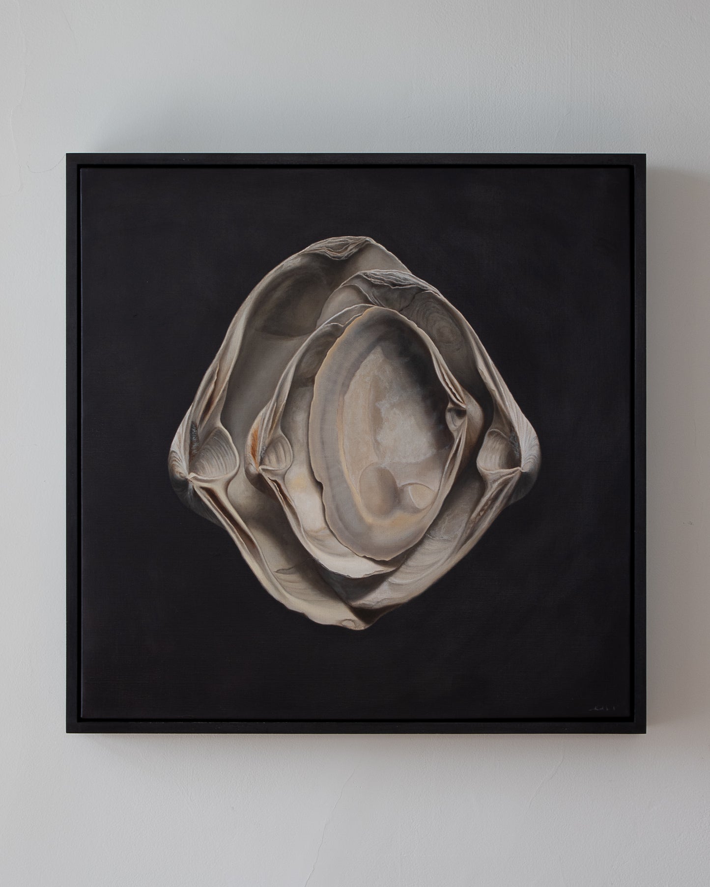 Nested Surf Clams No. 3