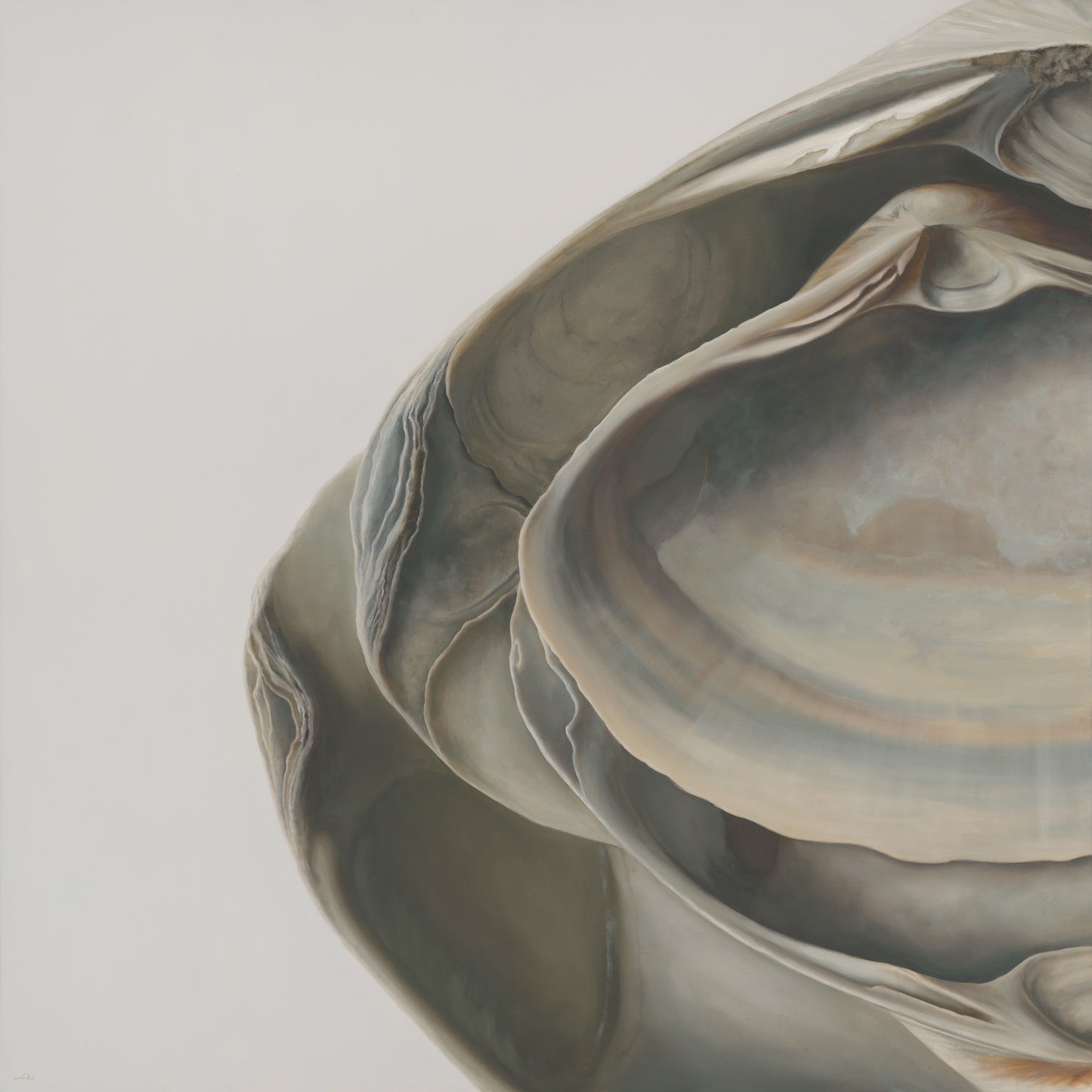 Nested Surf Clams No. 5