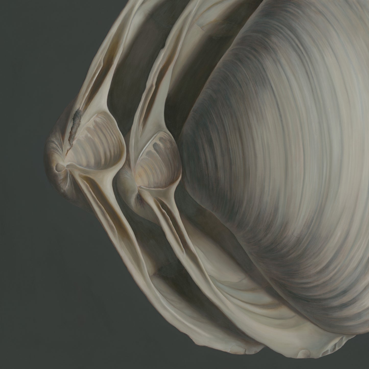 Overlapping Surf Clams No. 1