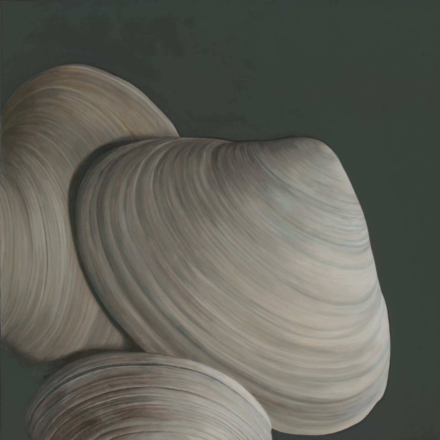 Overlapping Surf Clams No. 2