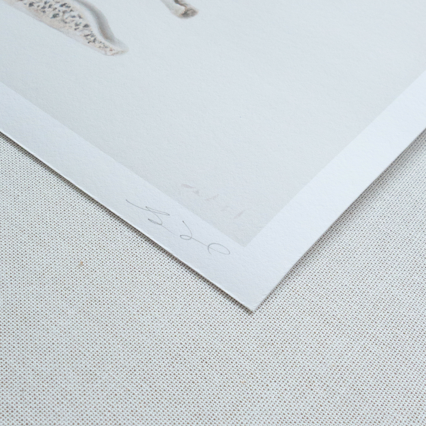 'Bones No. 1' Limited Edition Print