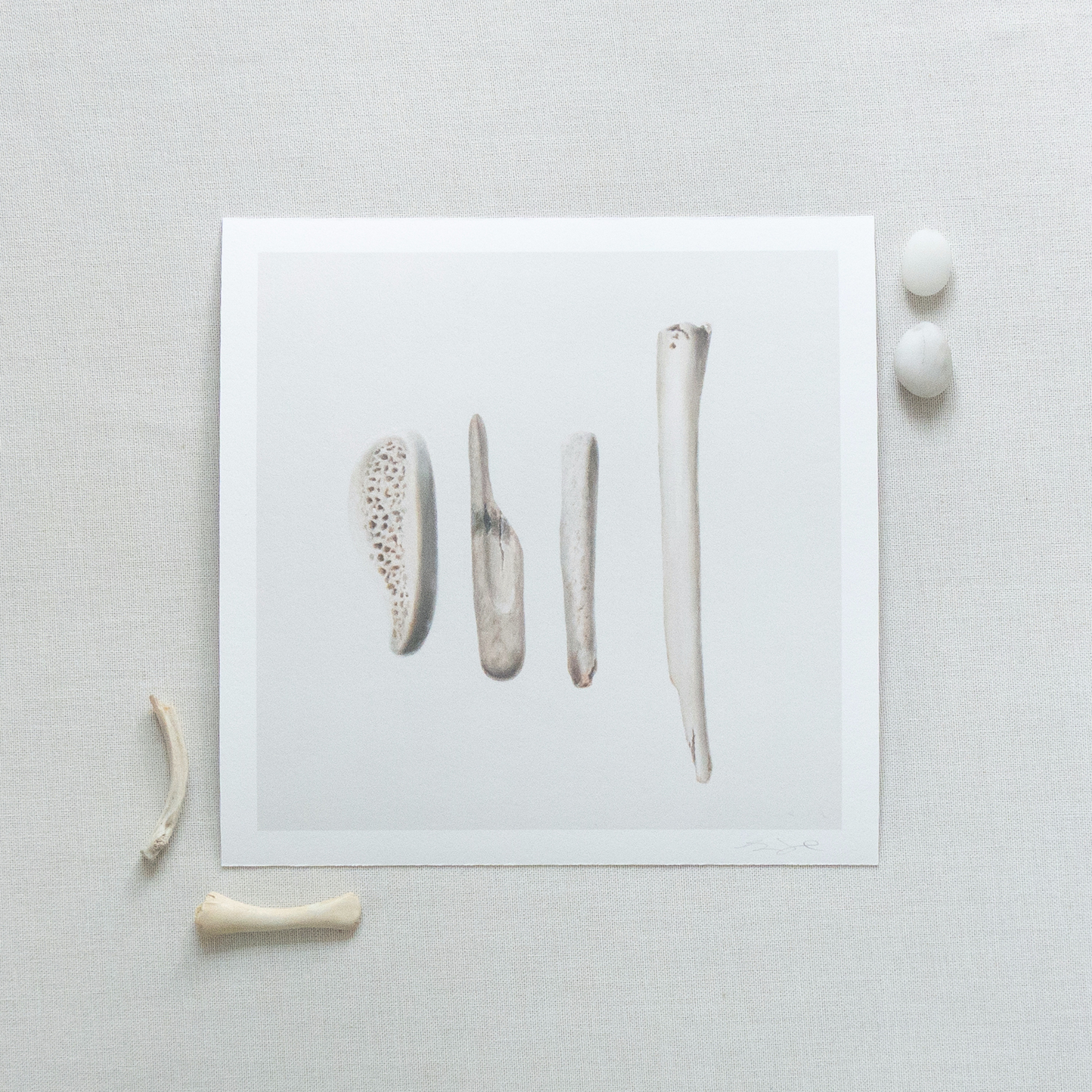 'Bones No. 4' Limited Edition Print