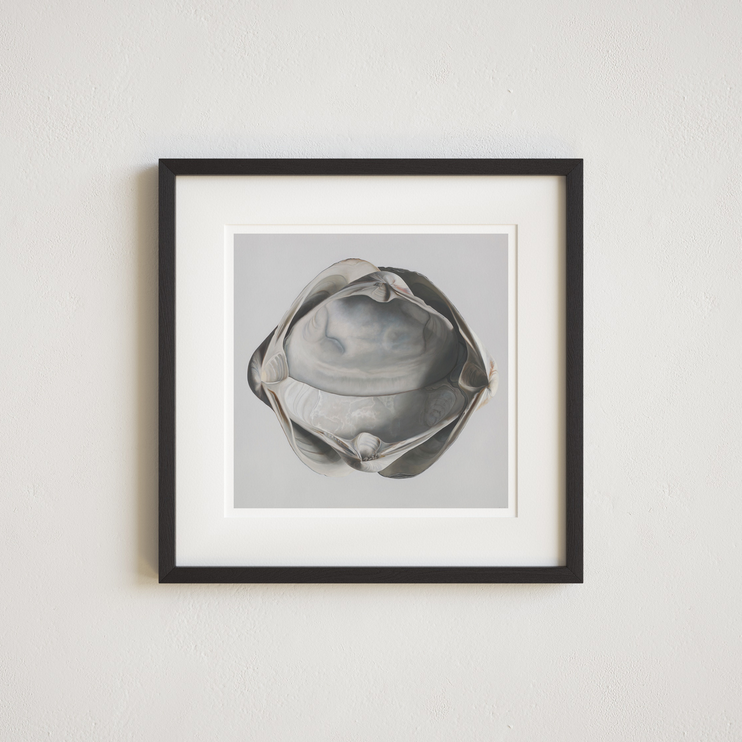 'Cradled Surf Clams' Limited Edition Print