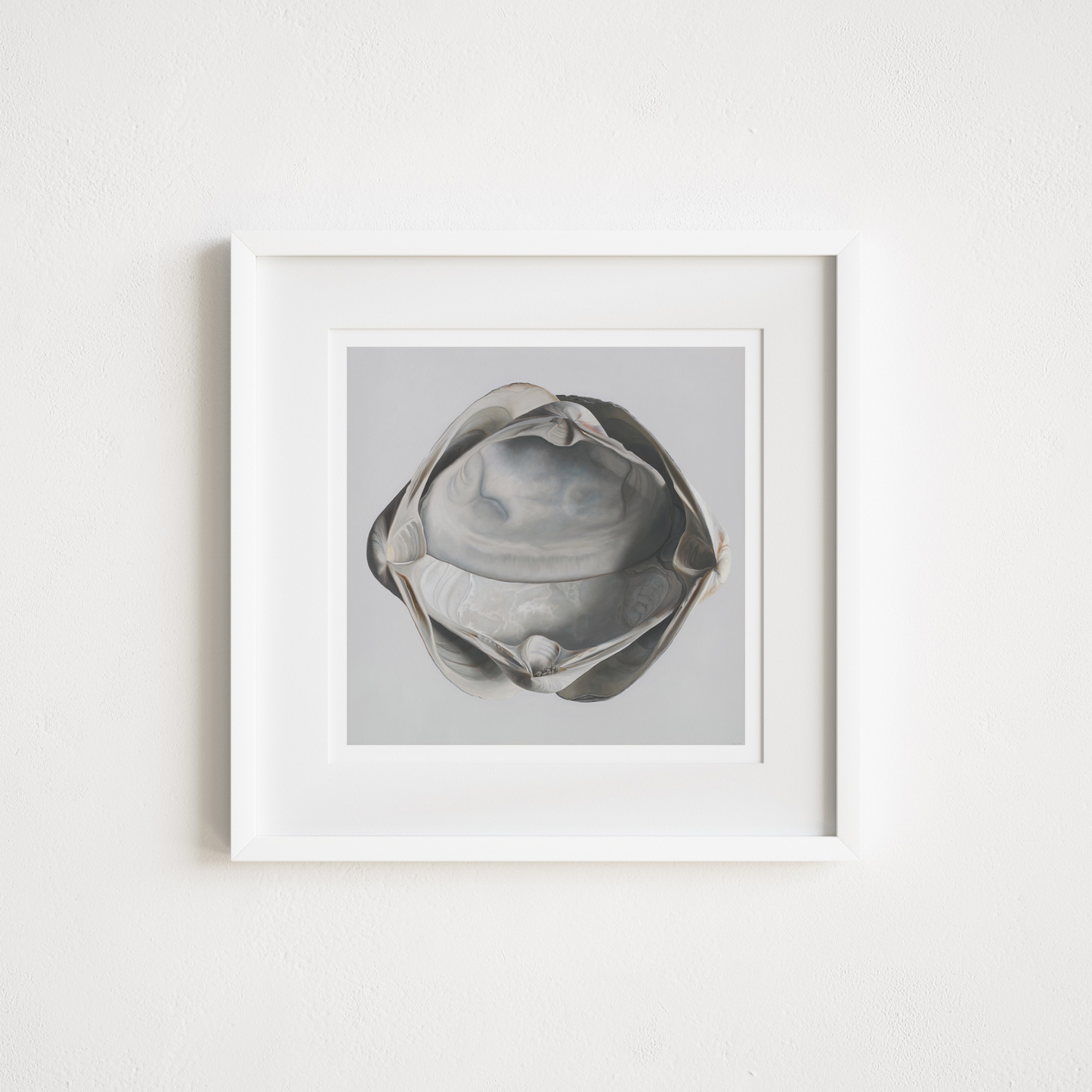 'Cradled Surf Clams' Limited Edition Print