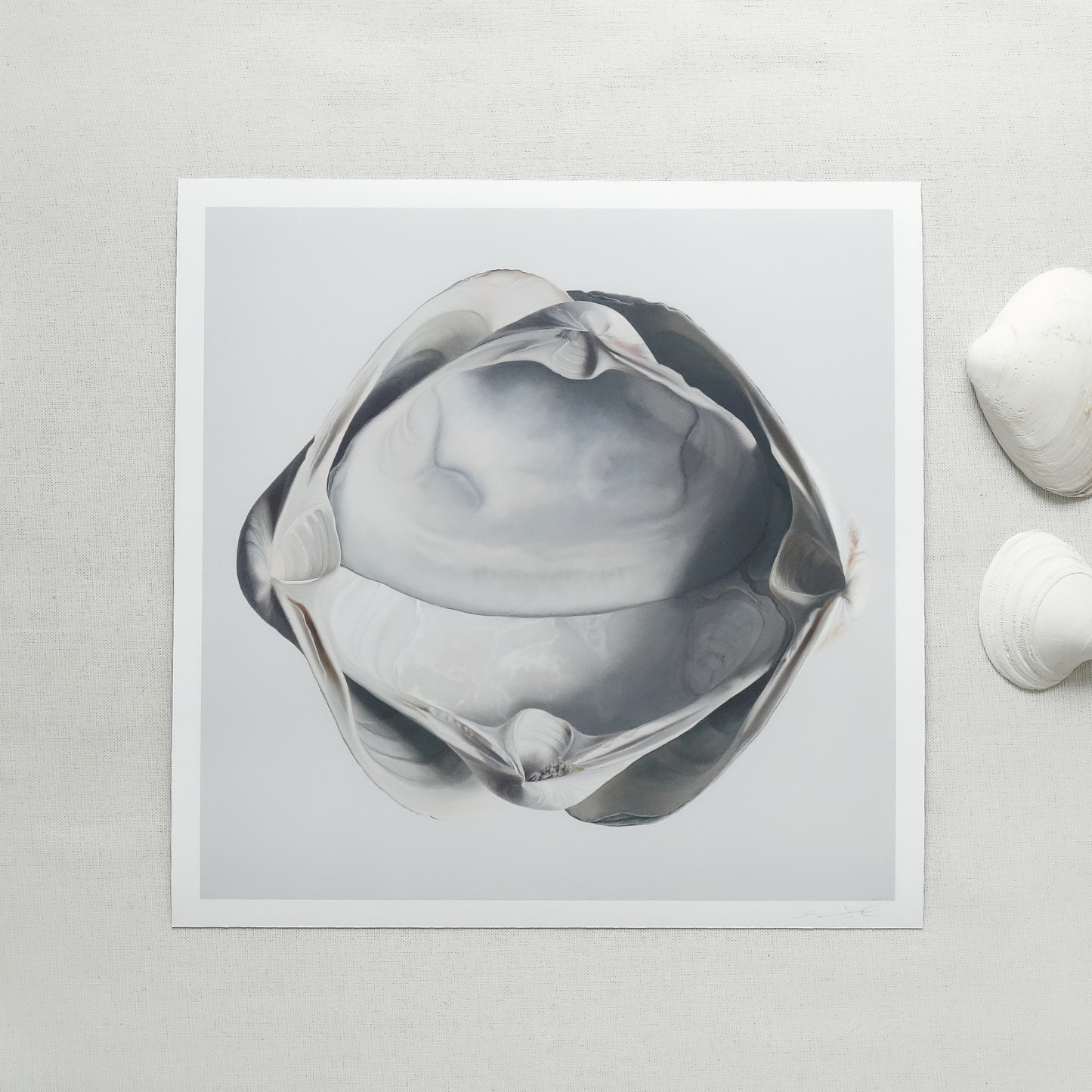 'Cradled Surf Clams' Limited Edition Print