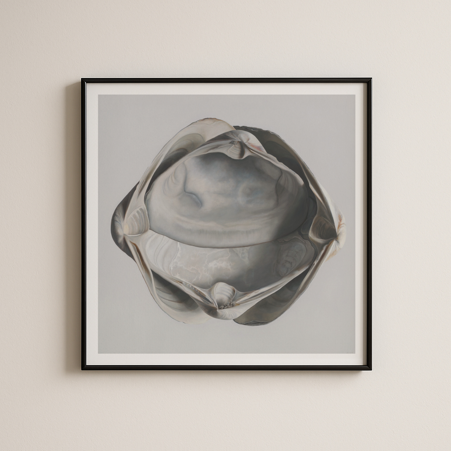 'Cradled Surf Clams' Limited Edition Print