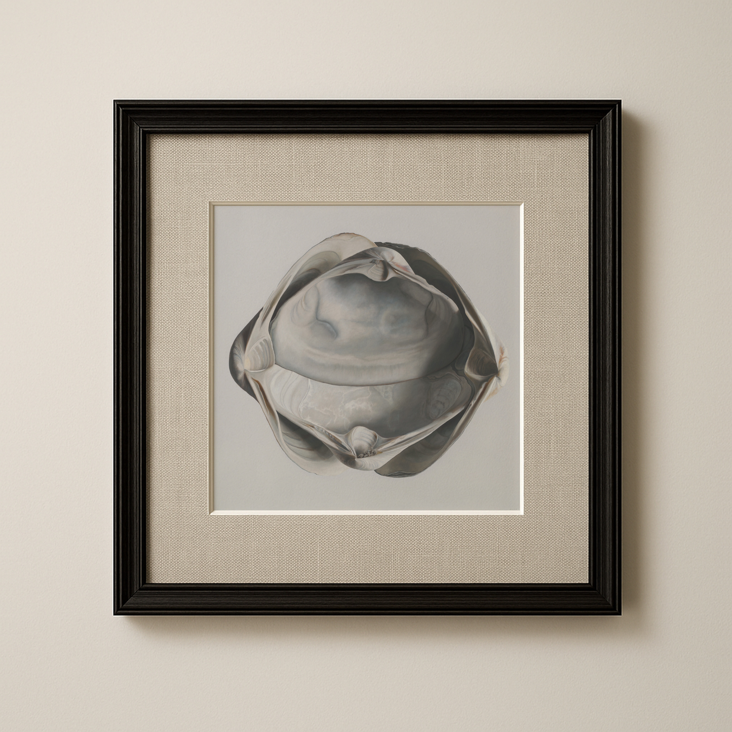 'Cradled Surf Clams' Limited Edition Print