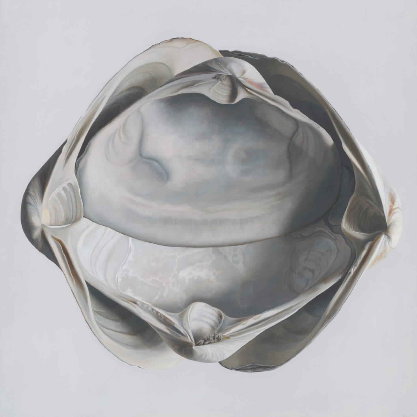'Cradled Surf Clams' Limited Edition Print