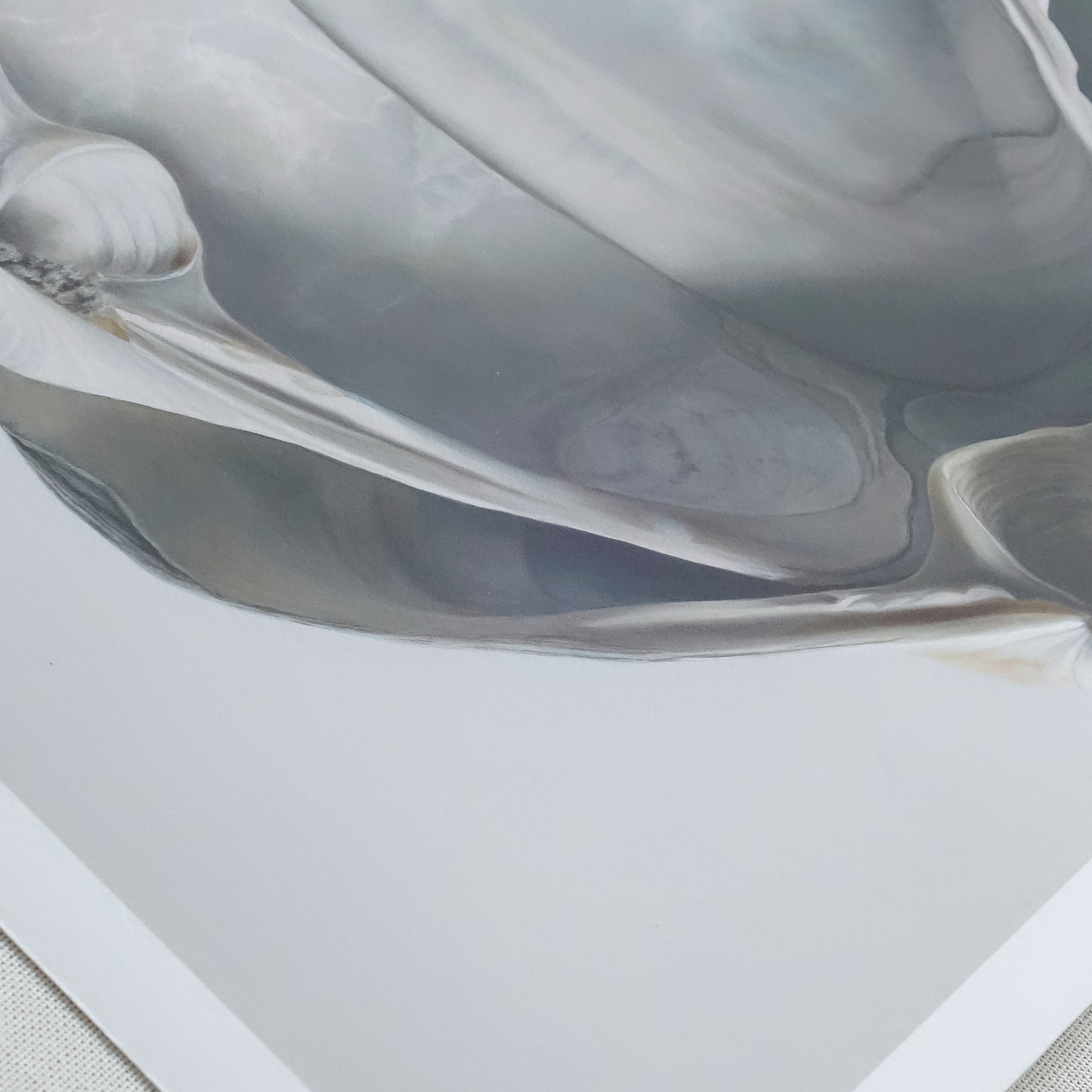 'Cradled Surf Clams' Limited Edition Print