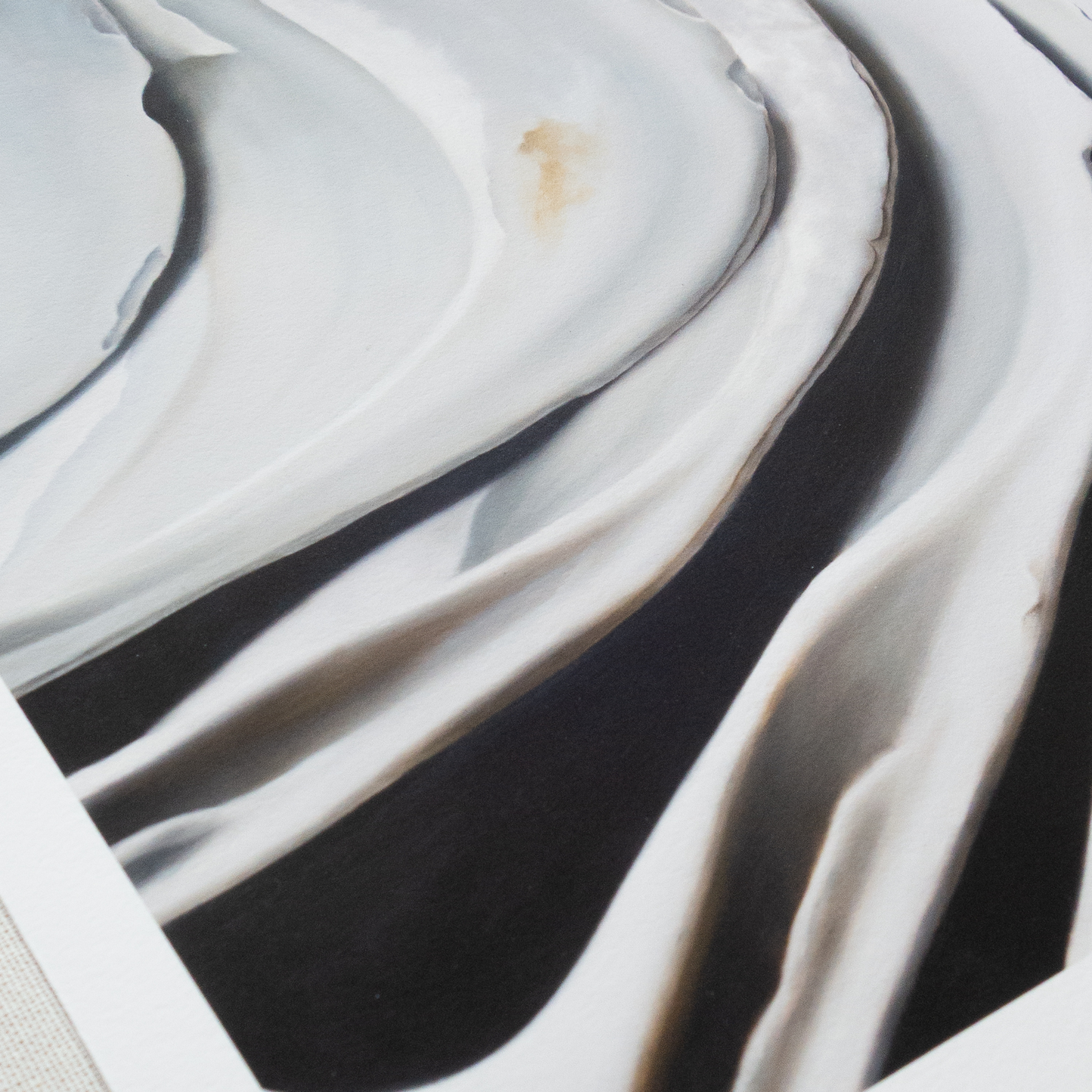 'Nested Surf Clams No. 6' Limited Edition Print