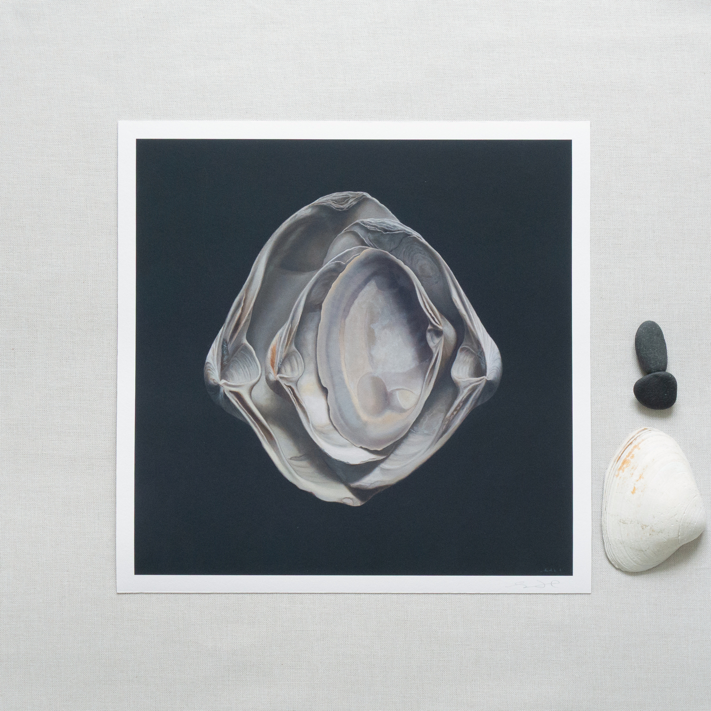 'Nested Surf Clams No. 3' Limited Edition Print