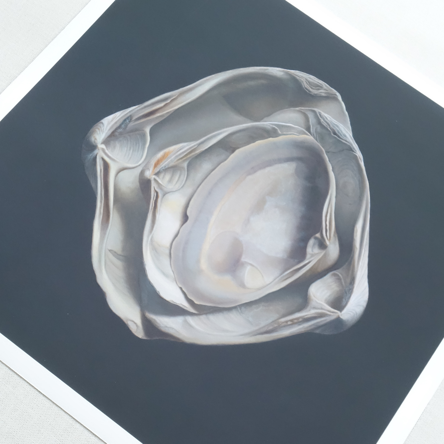 'Nested Surf Clams No. 3' Limited Edition Print
