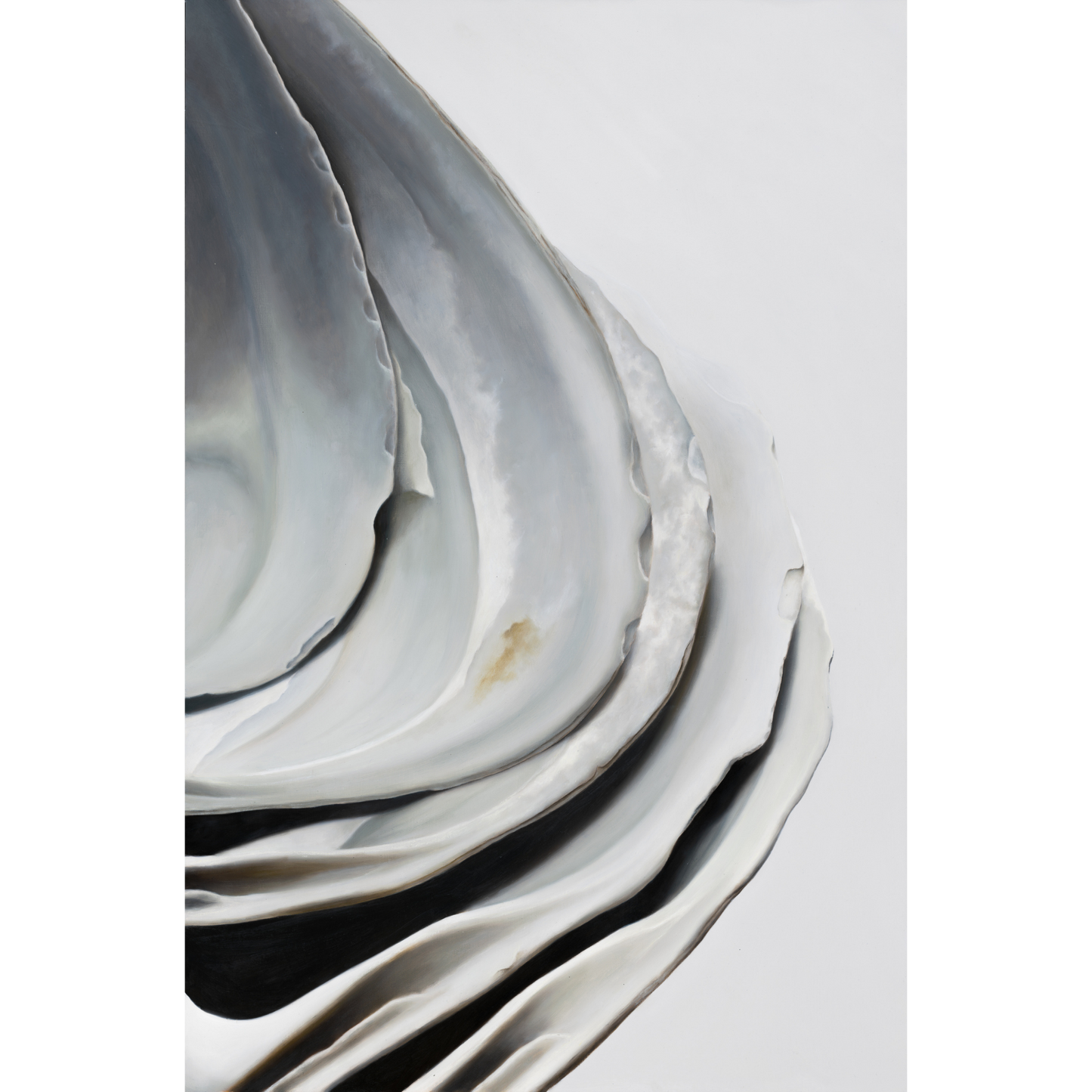 'Nested Surf Clams No. 6' Limited Edition Print
