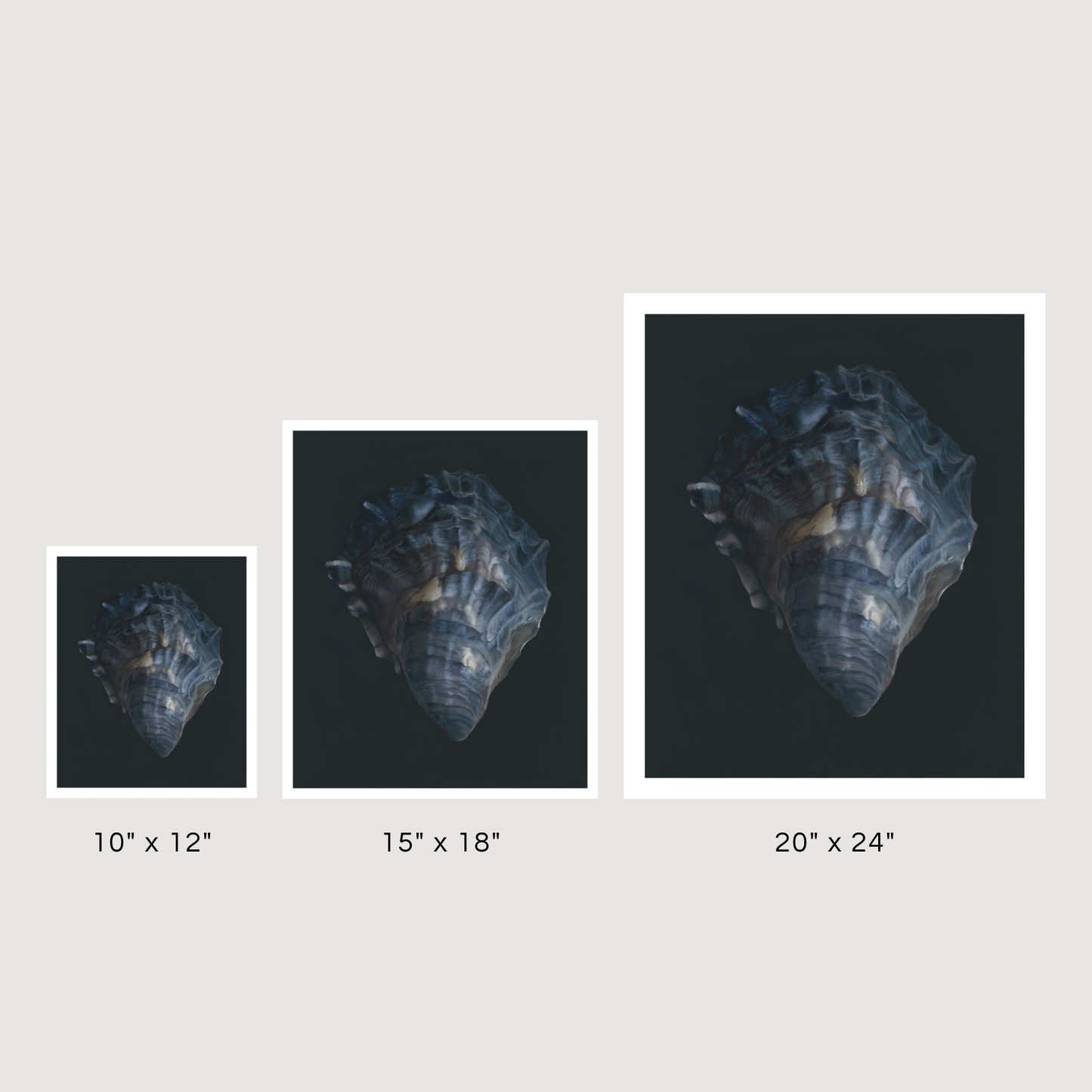 'Oyster Shell No. 4' Limited Edition Print