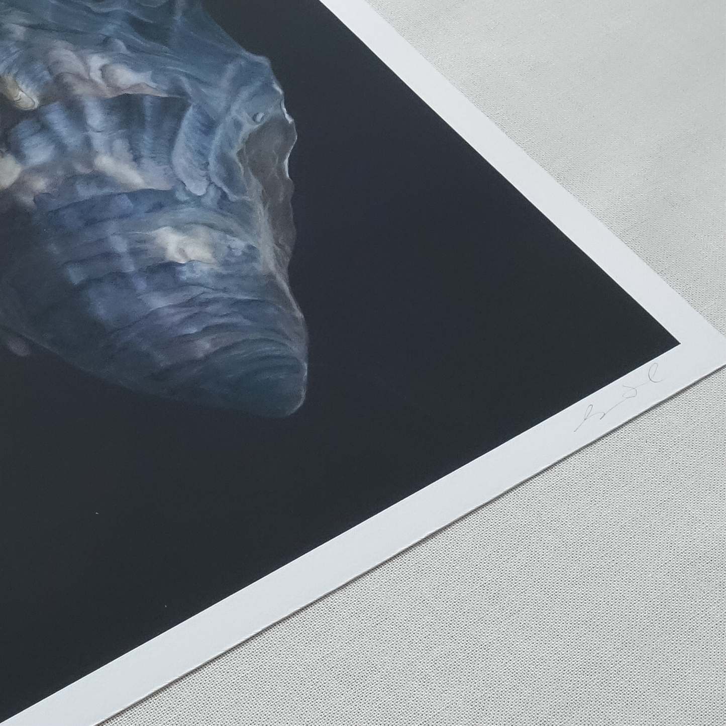 'Oyster Shell No. 4' Limited Edition Print