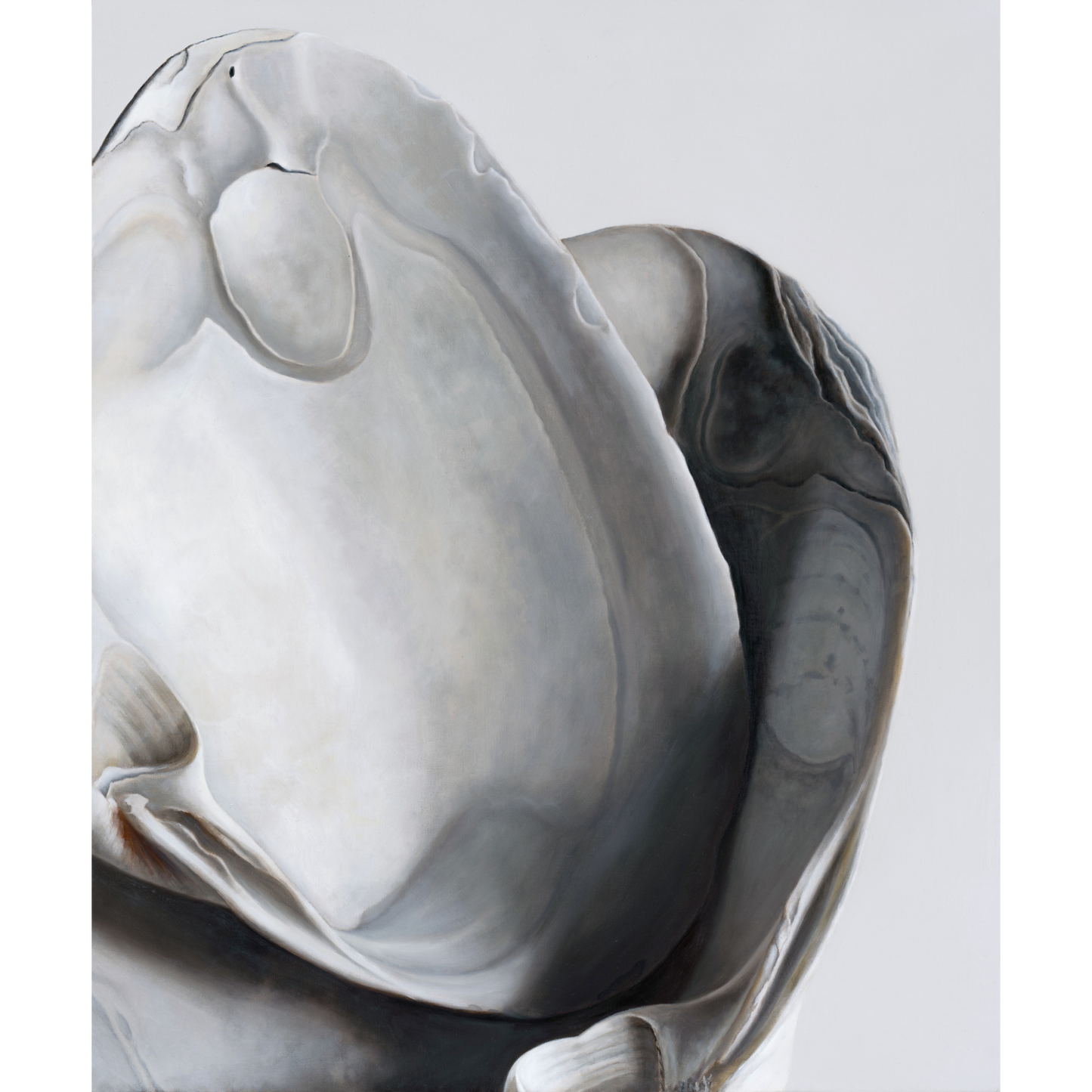 'Surf Clam Pair No. 1' Limited Edition Print