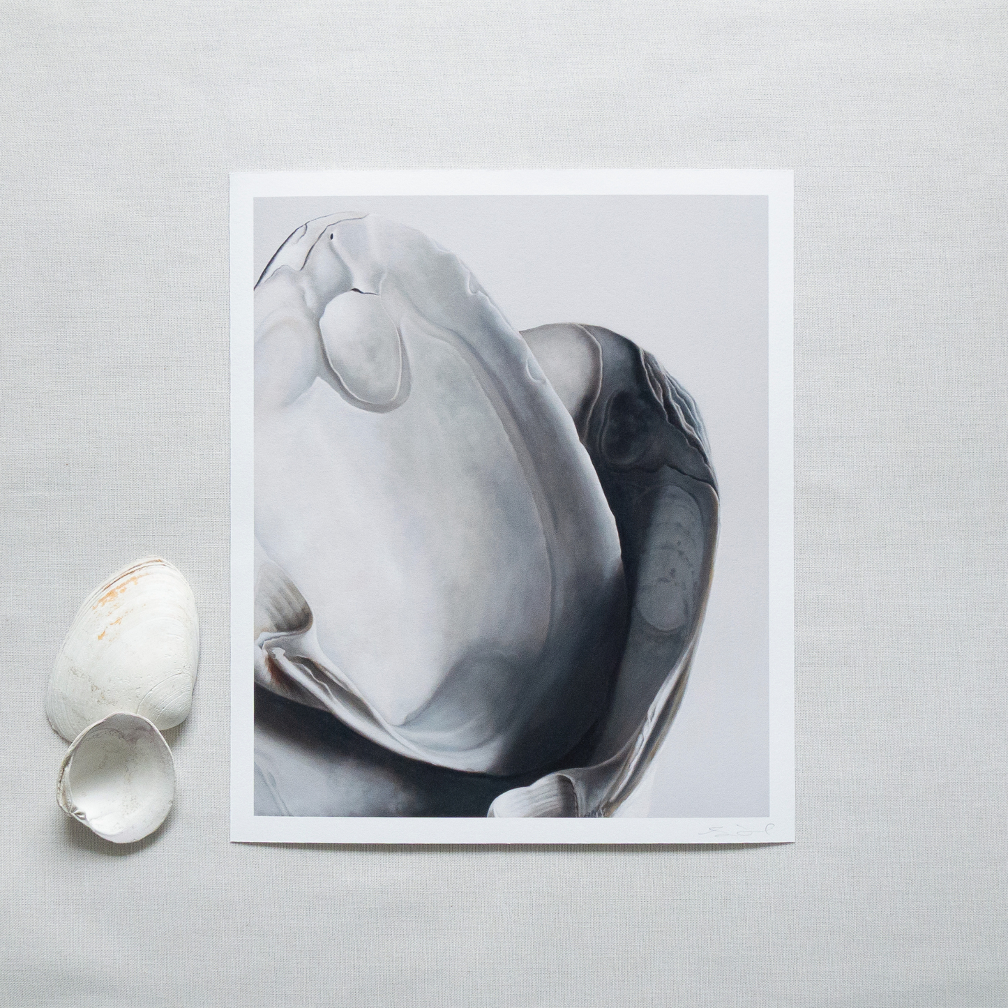 'Surf Clam Pair No. 1' Limited Edition Print