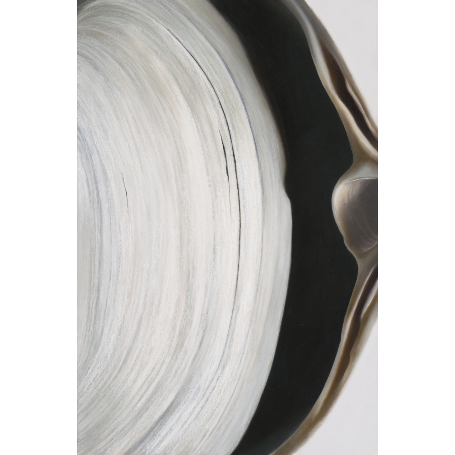 'Surf Clam Pair No. 2' Limited Edition Print