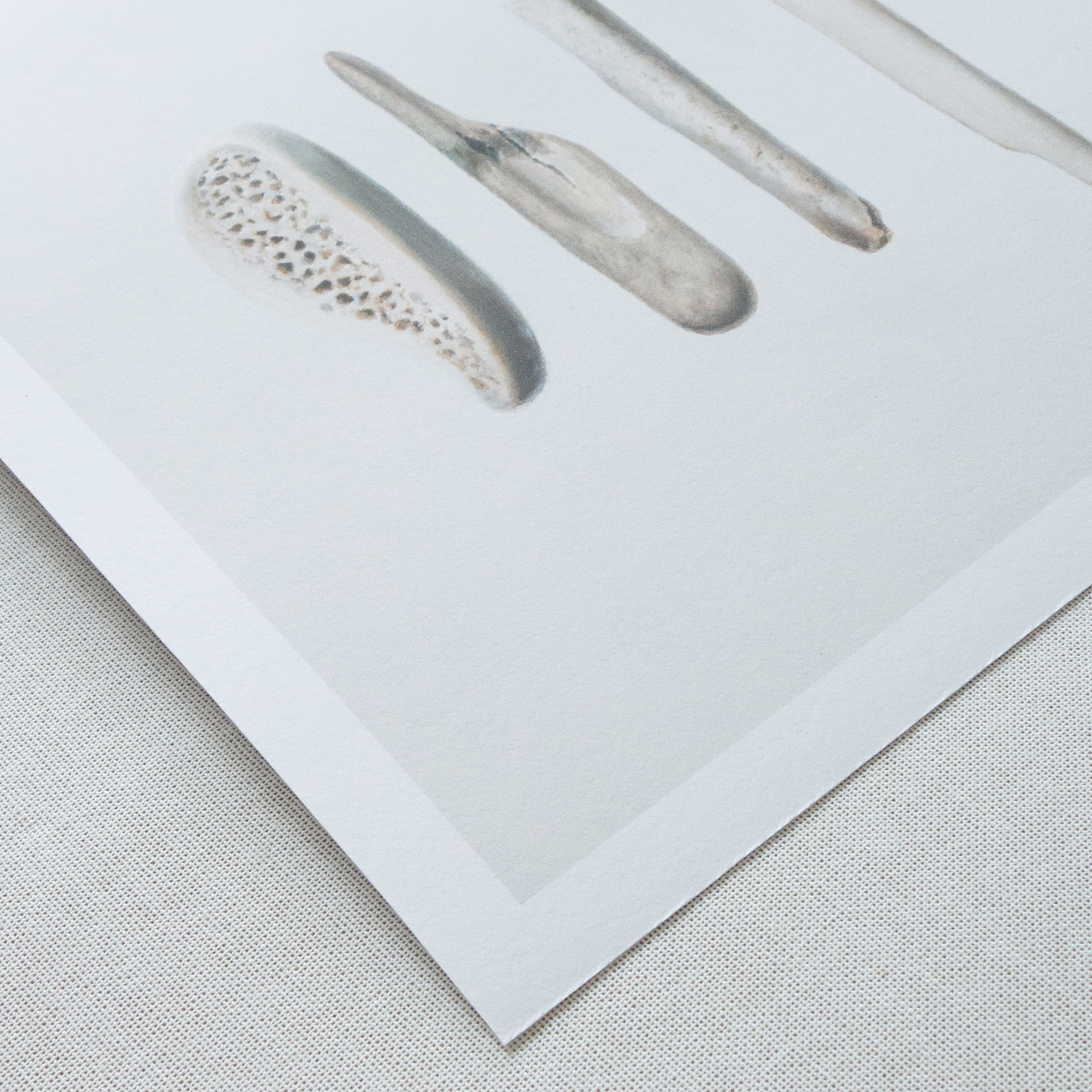 'Bones No. 4' Limited Edition Print