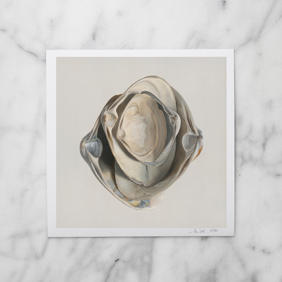 COMING SOON - 'Nested Surf Clams' Limited Edition Print