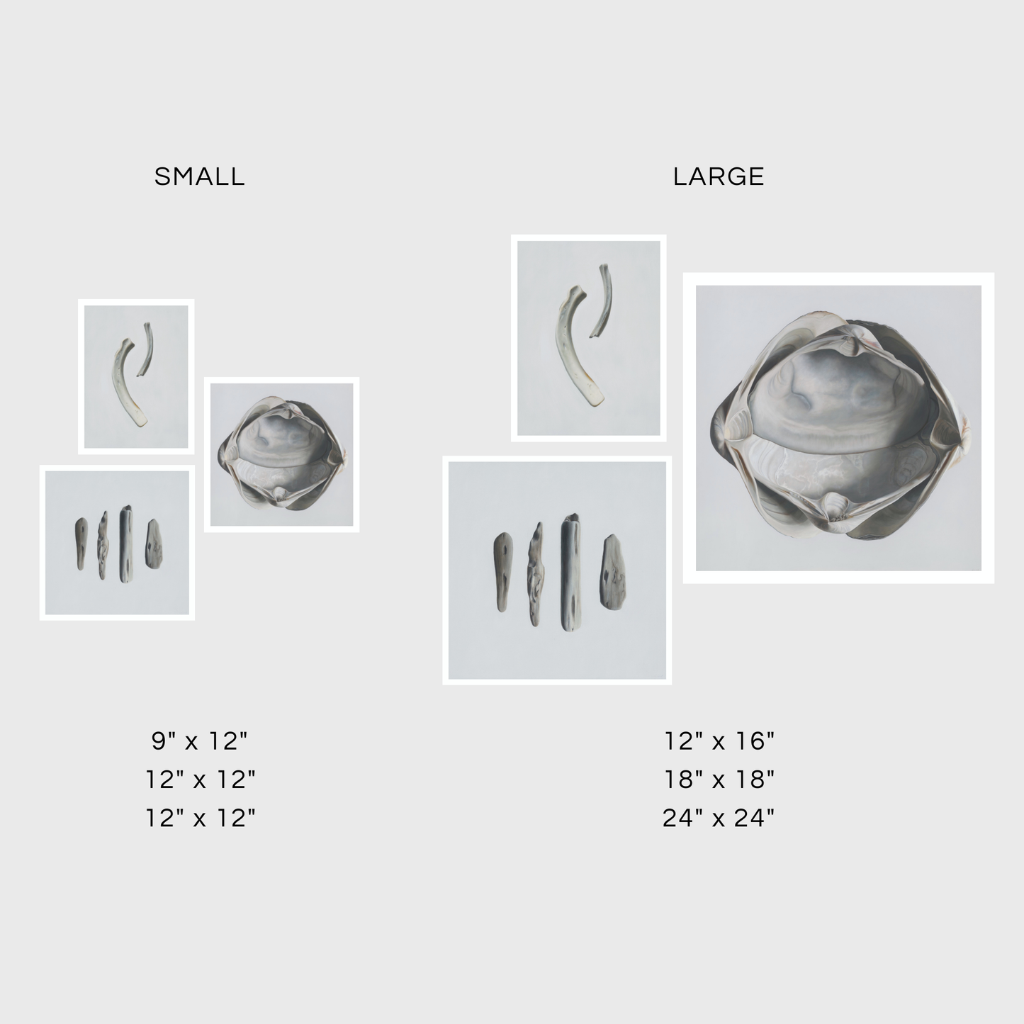 Bone Duo | Cradled Surf Clams | Driftwood No. 2 Triptych