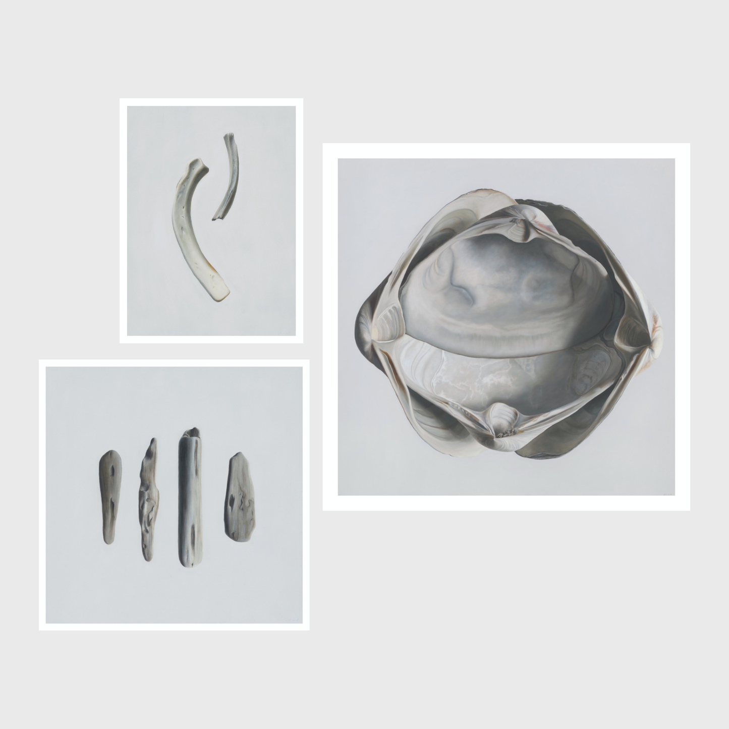 Bone Duo | Cradled Surf Clams | Driftwood No. 2 Triptych