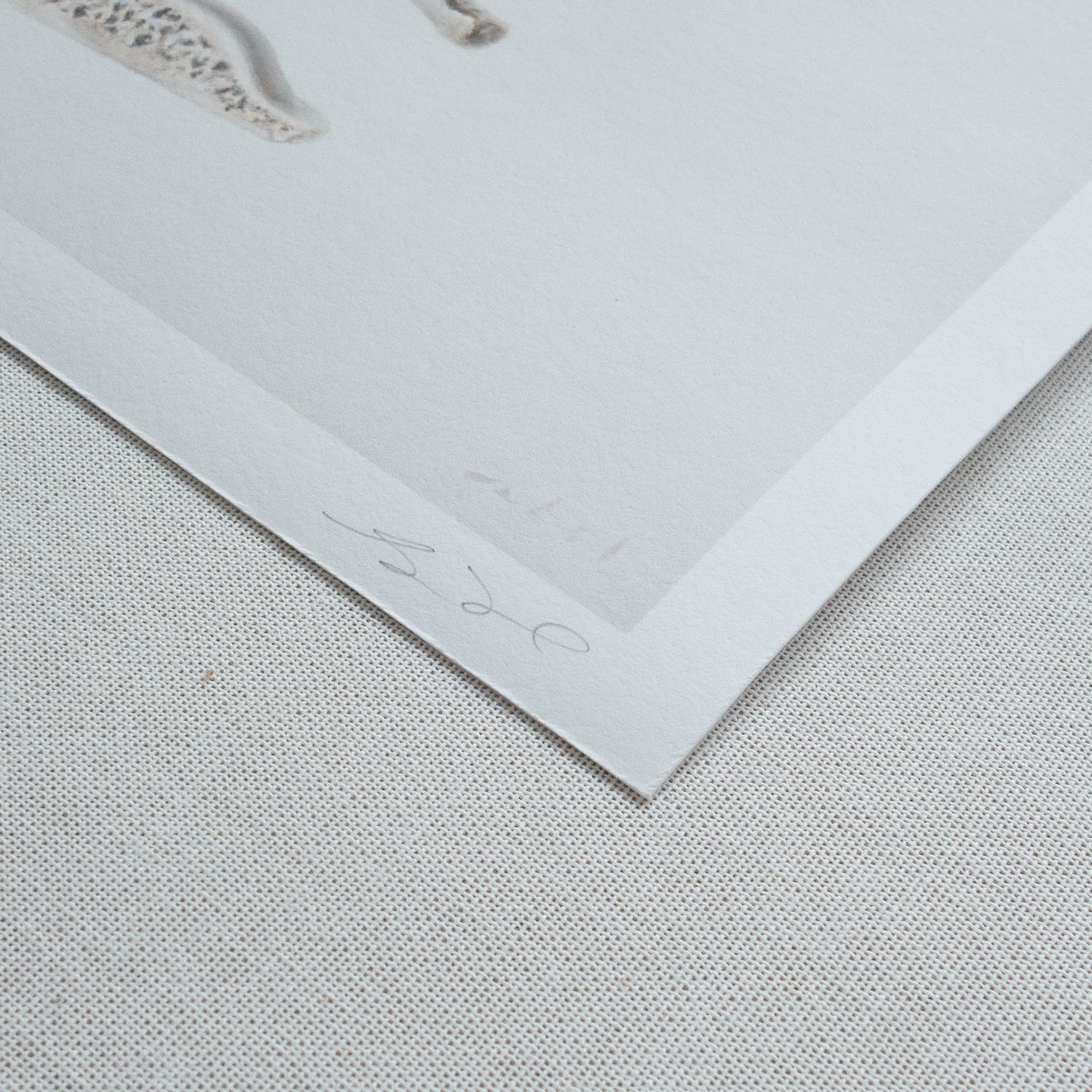 Bones No. 1 | Bones No. 2 Diptych