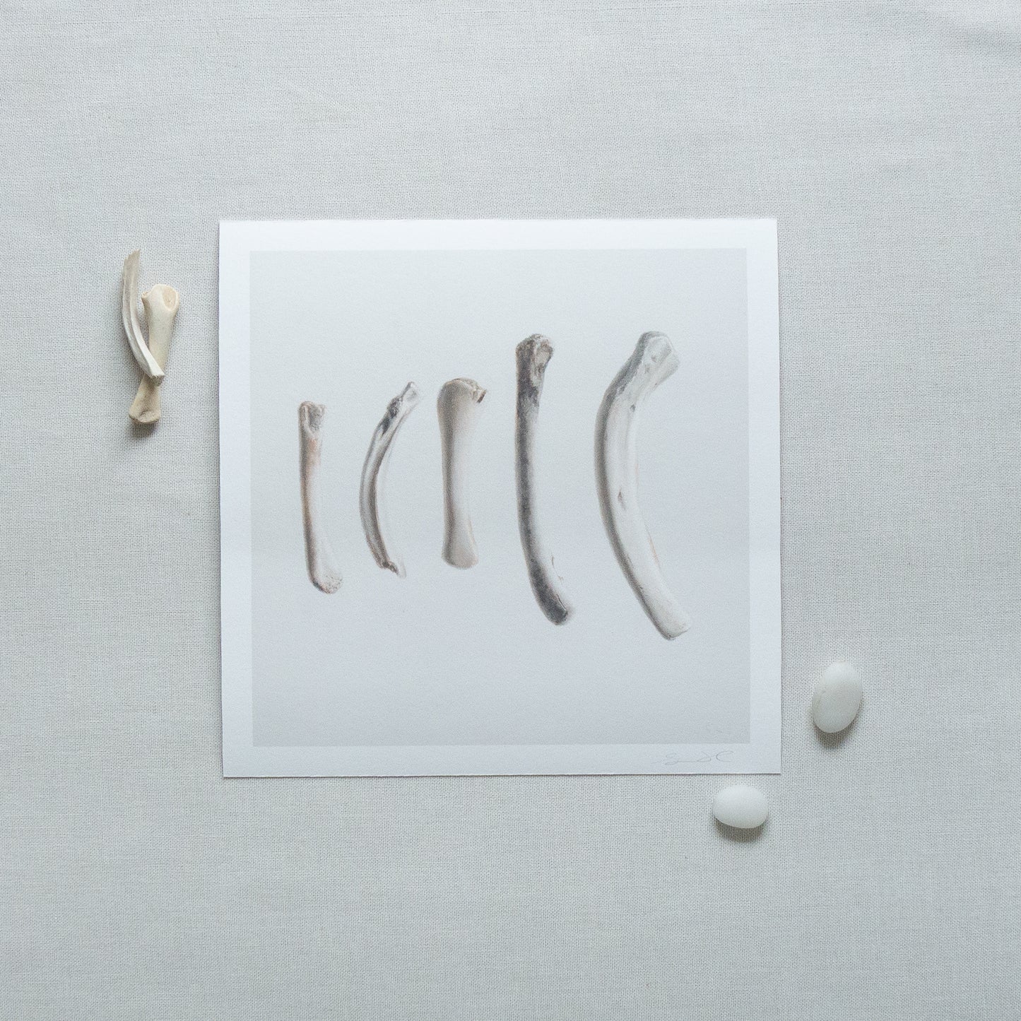 Bones No. 3 | Bones No. 4 Diptych