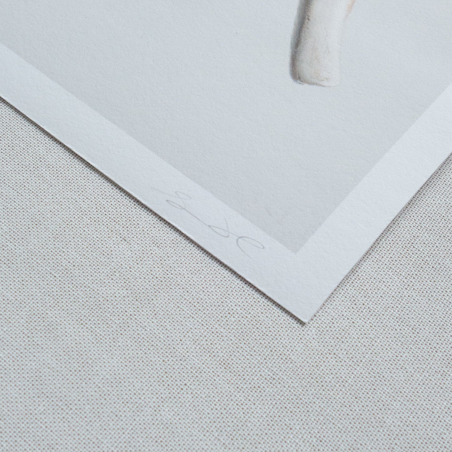 Bones No. 3 | Bones No. 4 Diptych