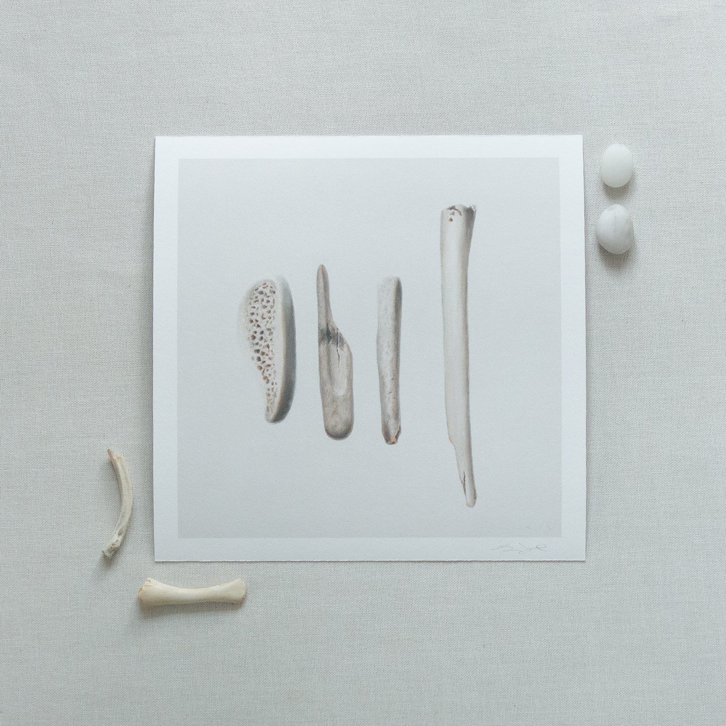 Bones No. 3 | Bones No. 4 Diptych