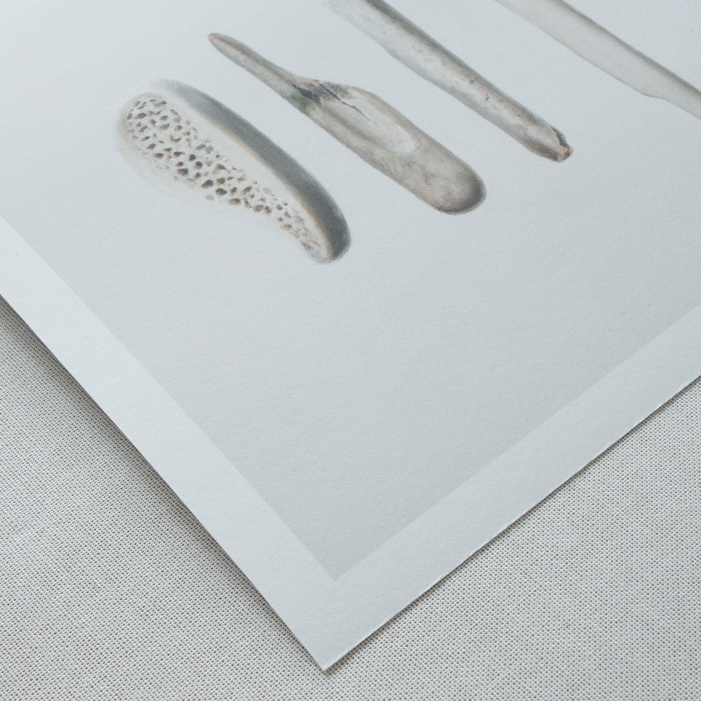 Bones No. 3 | Bones No. 4 Diptych