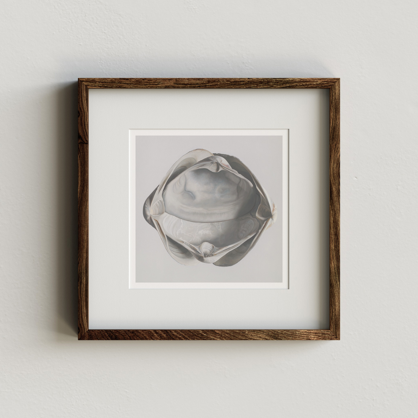 'Cradled Surf Clams' Limited Edition Print