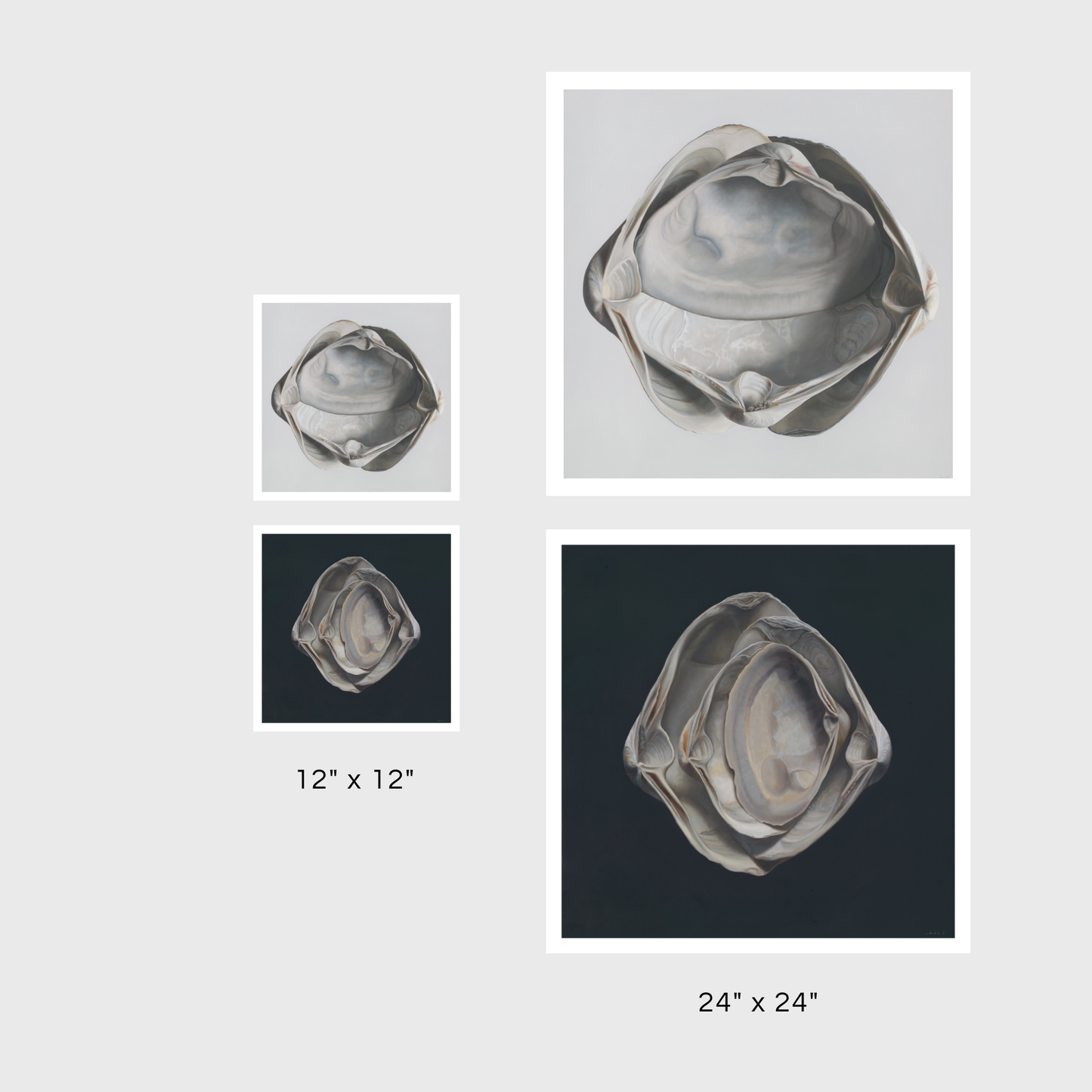 Cradled Surf Clams | Nested Surf Clams No. 3 Diptych