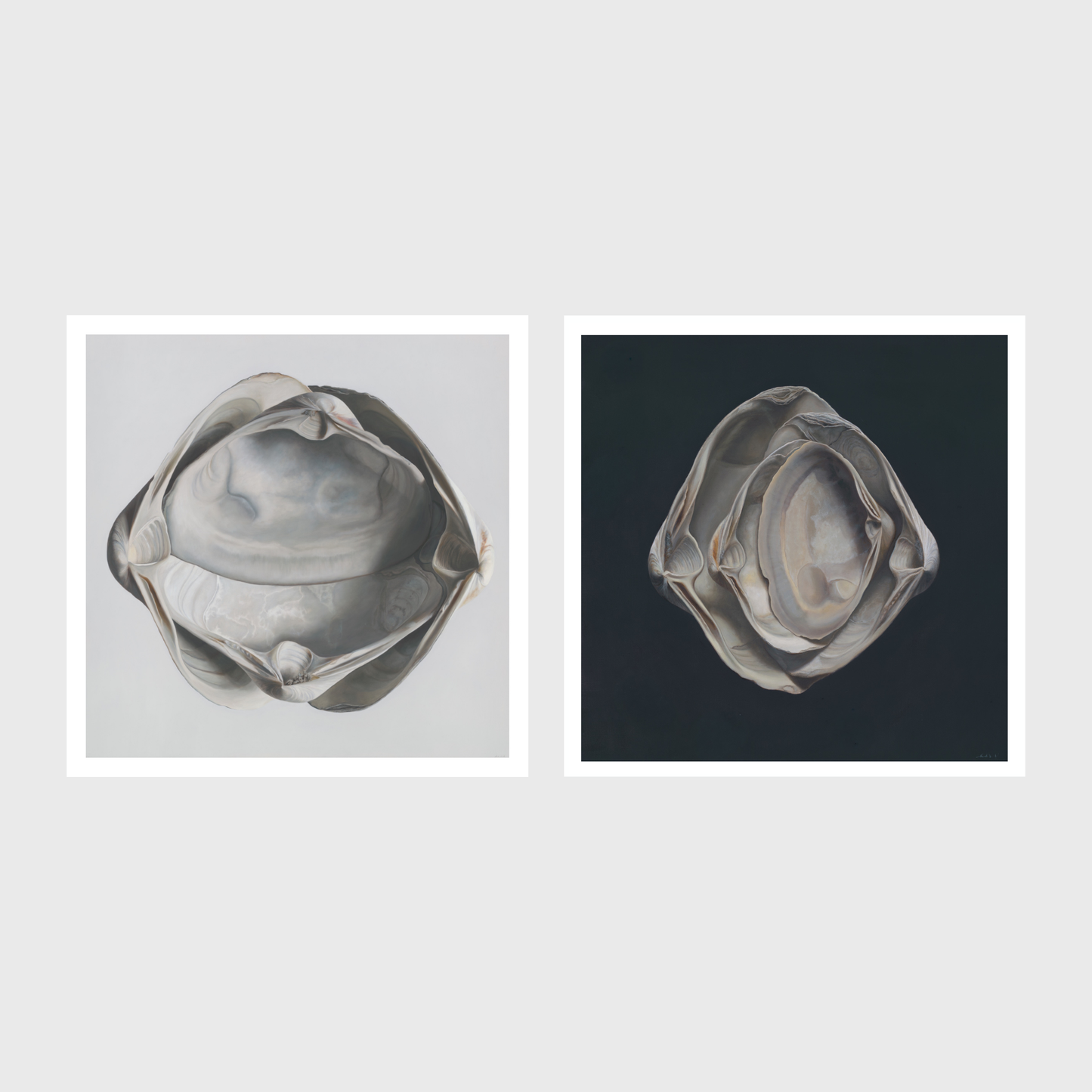Cradled Surf Clams | Nested Surf Clams No. 3 Diptych