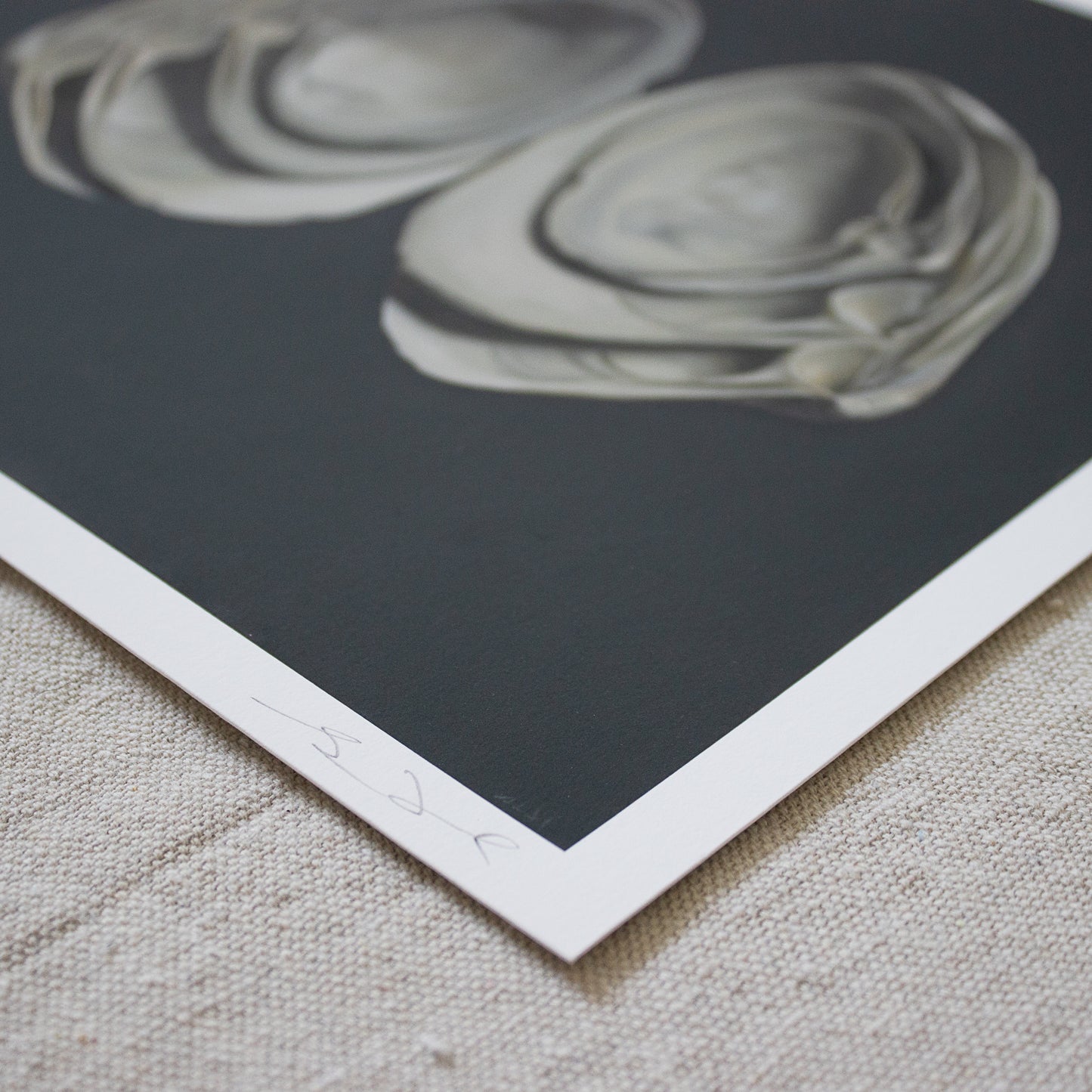 'Cupped Surf Clams' Limited Edition Print