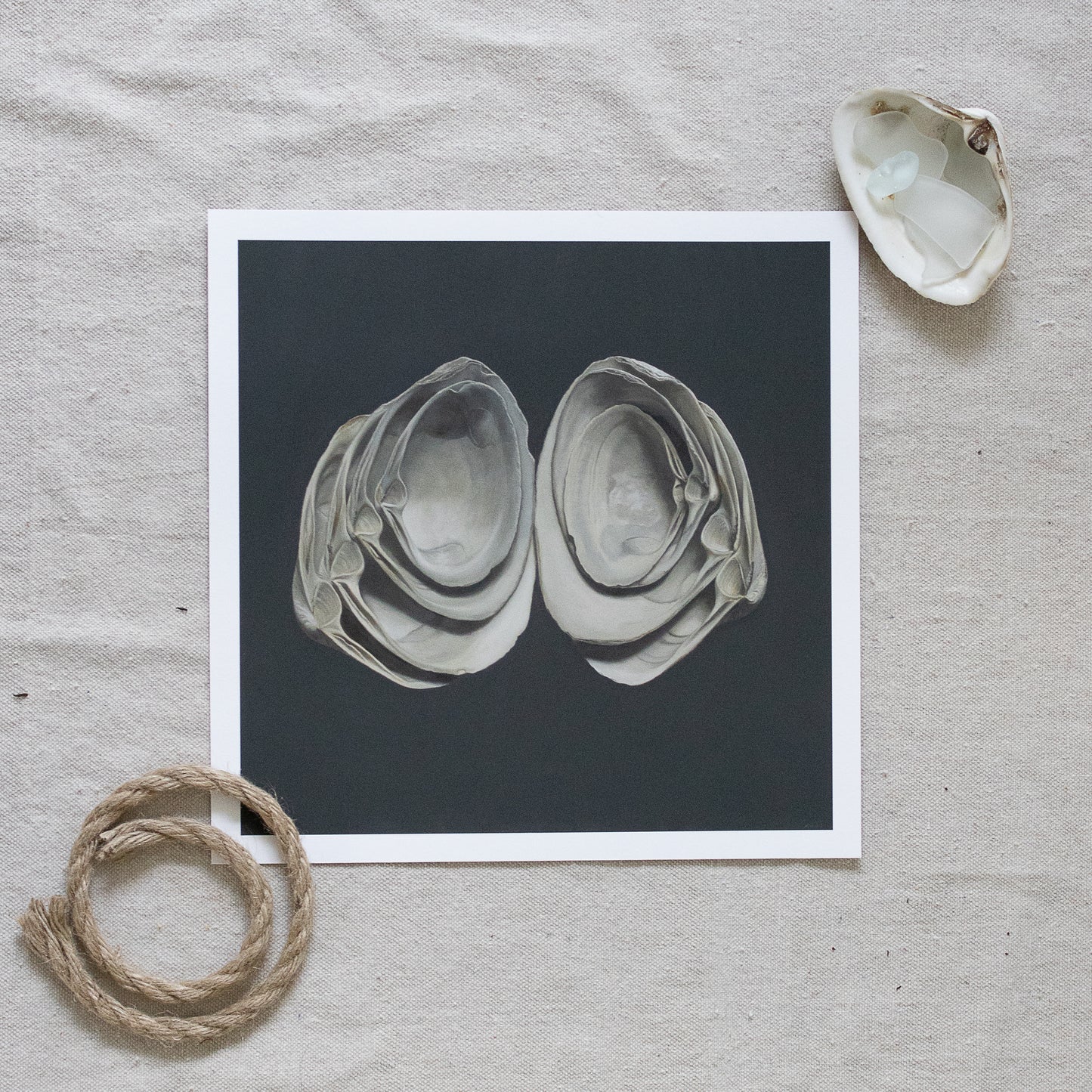 'Cupped Surf Clams' Limited Edition Print