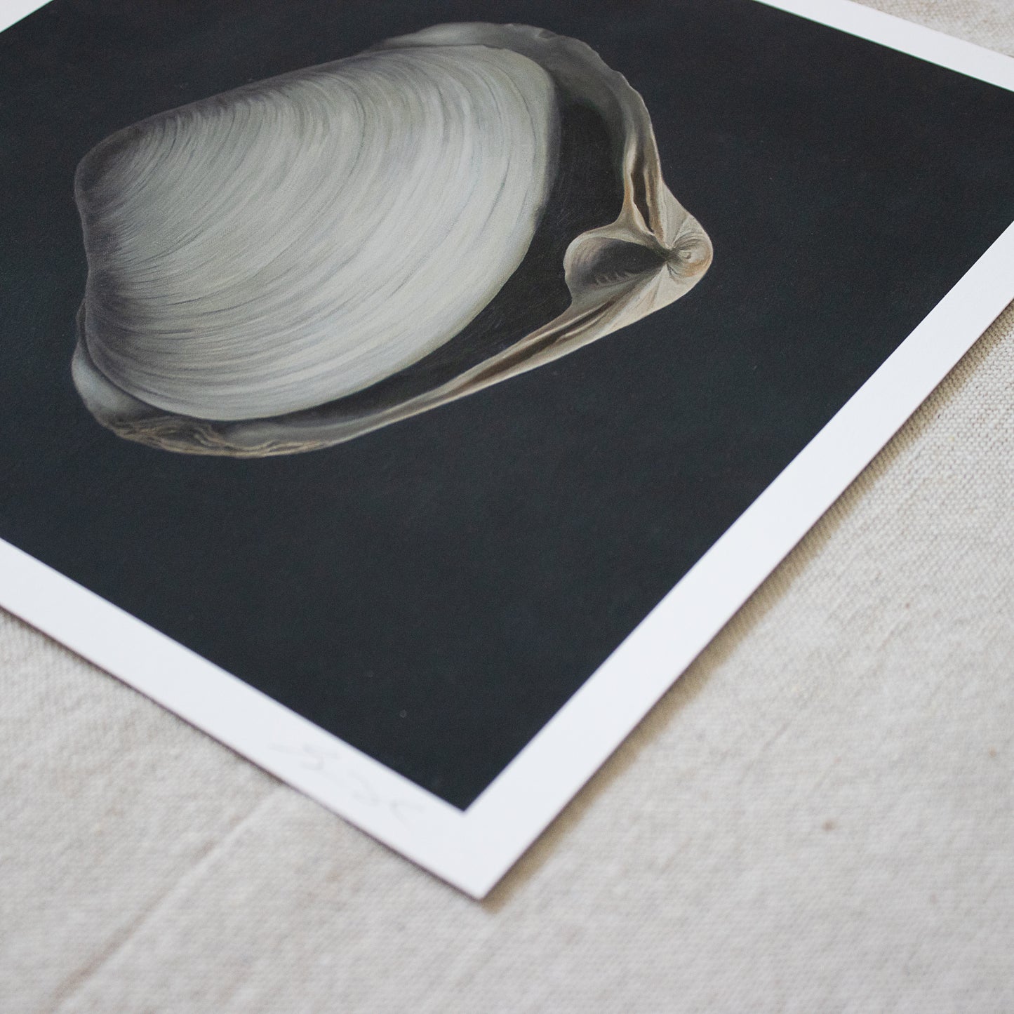 'Inverted Surf Clams' Limited Edition Print