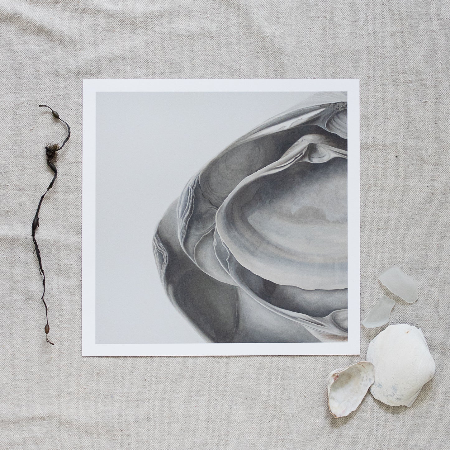 'Nested Surf Clams' Limited Edition Print Set