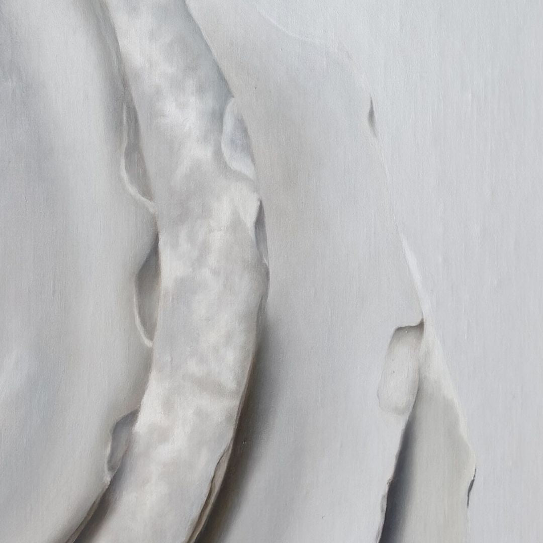 Nested Surf Clams No. 6