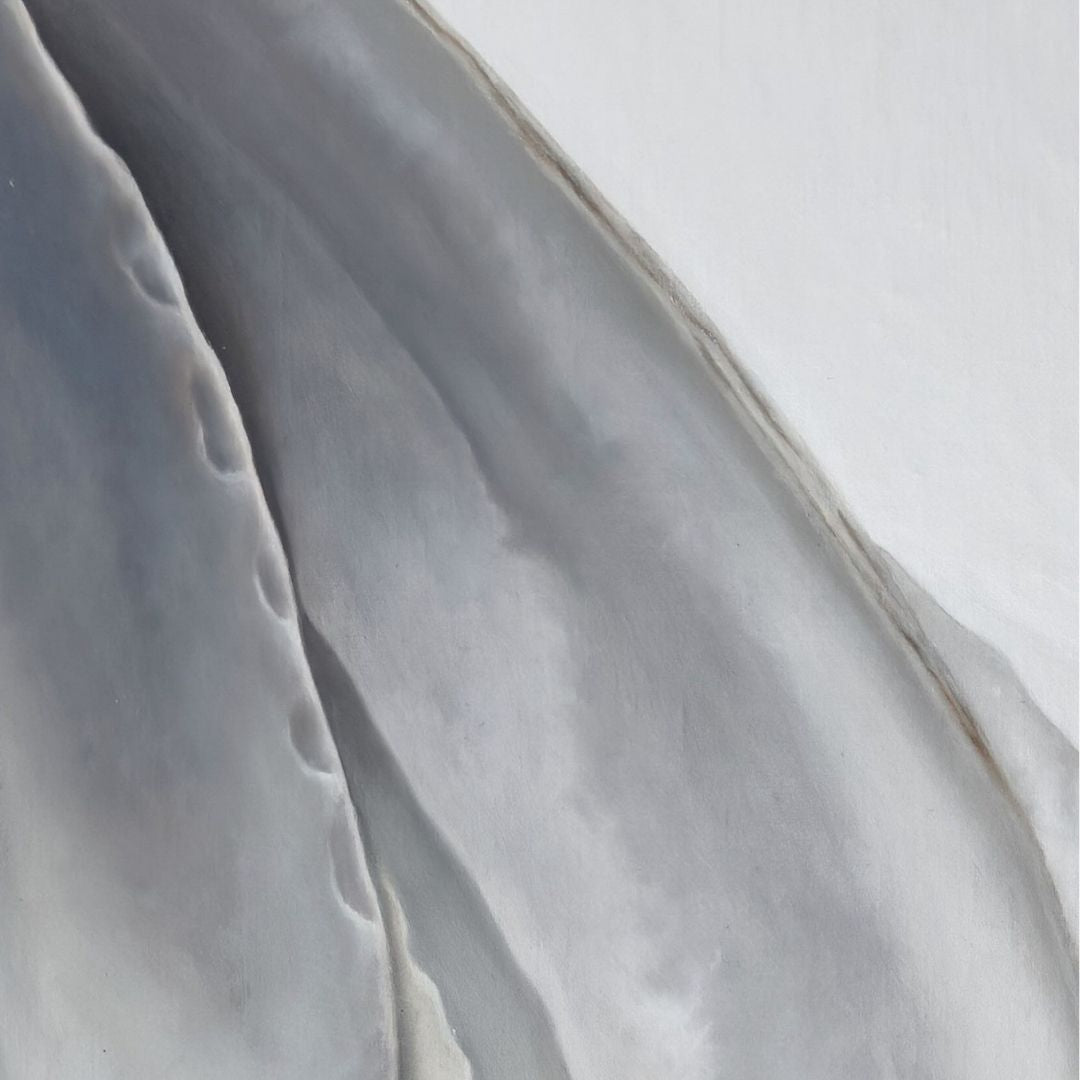 Nested Surf Clams No. 6