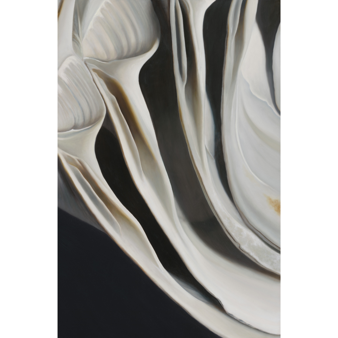 Nested Surf Clams No. 7