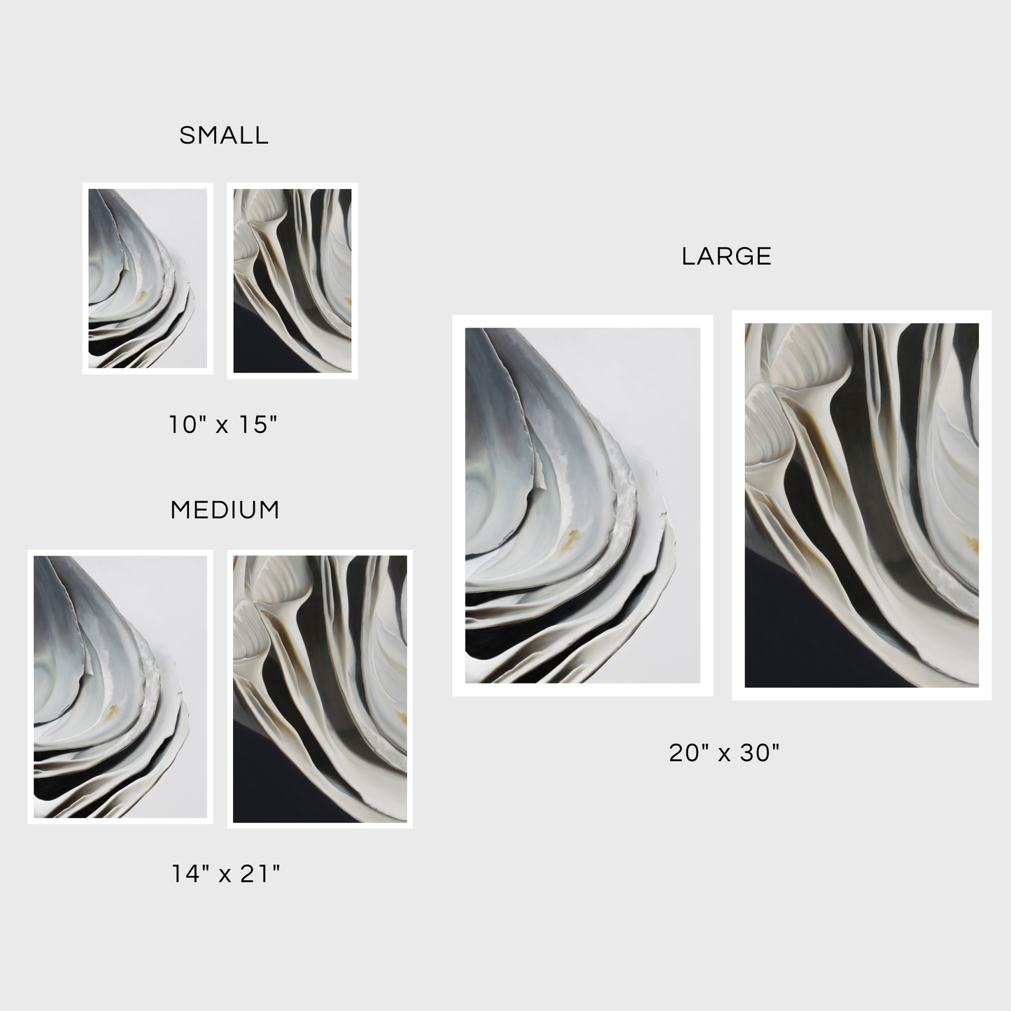 Nested Surf Clams No. 6 | Nested Surf Clams No. 7 Diptych
