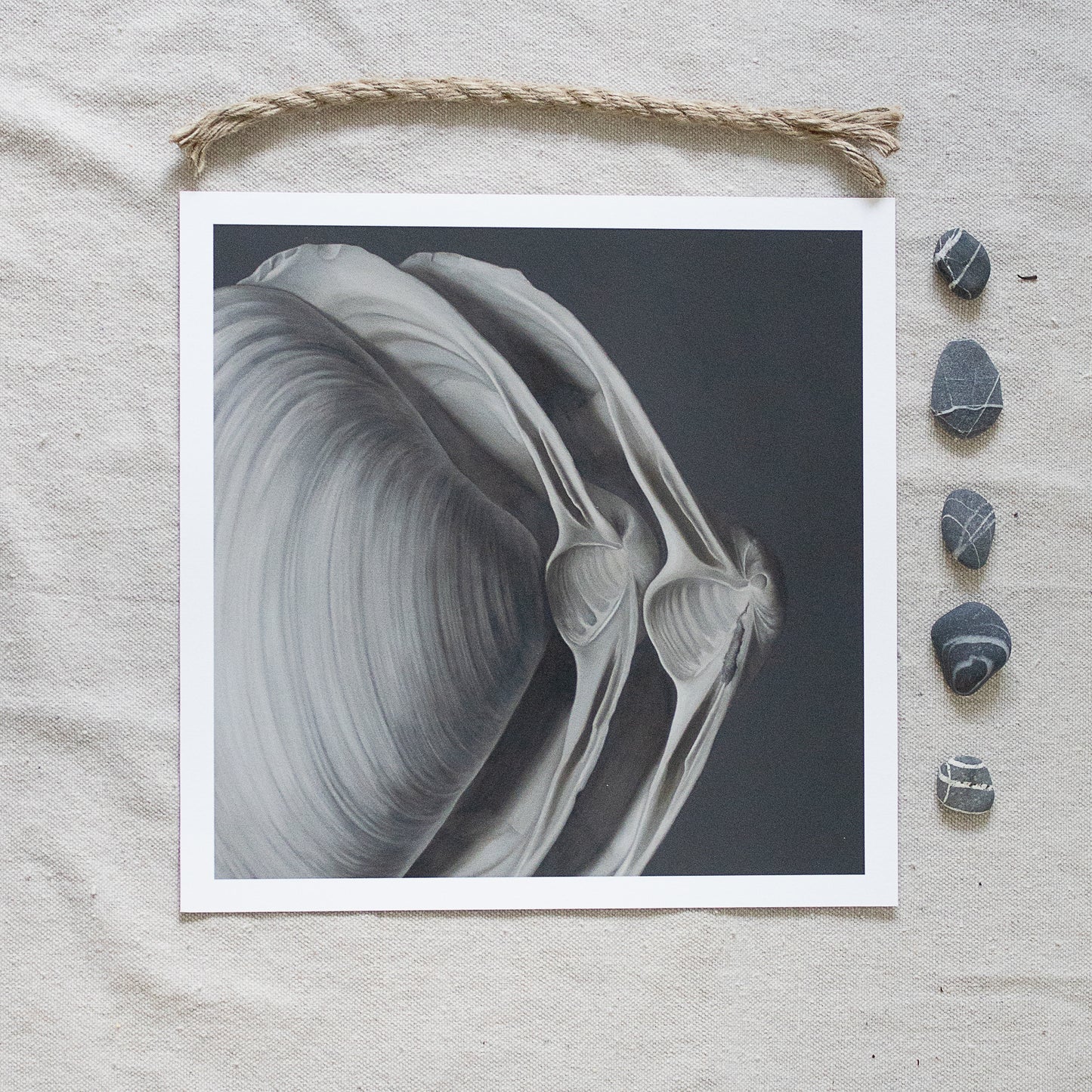 'Overlapping Surf Clams No. 1' Limited Edition Print