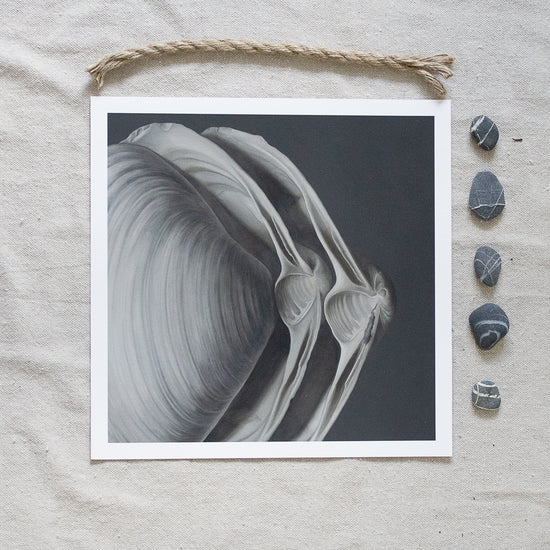 'Overlapping Surf Clams No. 1' Limited Edition Print