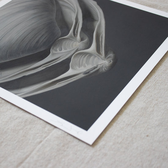 'Overlapping Surf Clams No. 1' Limited Edition Print