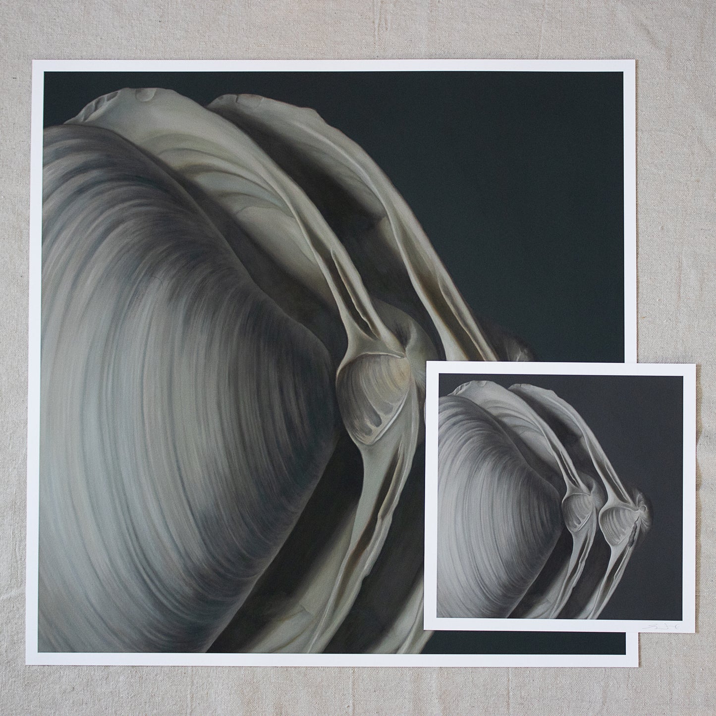 'Overlapping Surf Clams No. 1' Limited Edition Print