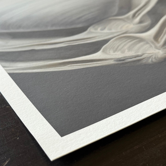 'Overlapping Surf Clams' Limited Edition Print Set