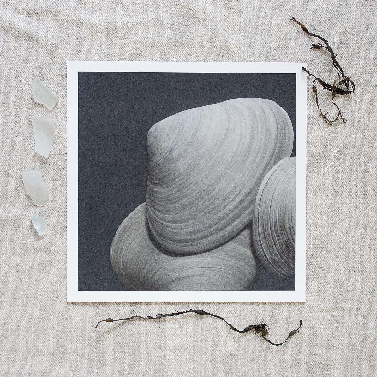 'Overlapping Surf Clams No. 2' Limited Edition Print