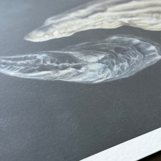 'Oyster Shell Duo' Limited Edition Print