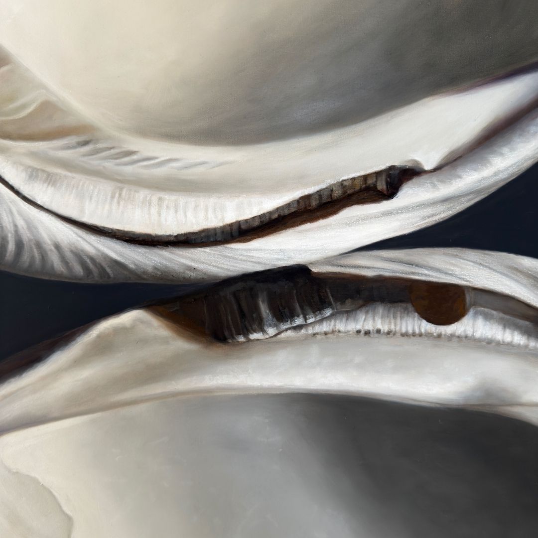Quahog Shell Duo